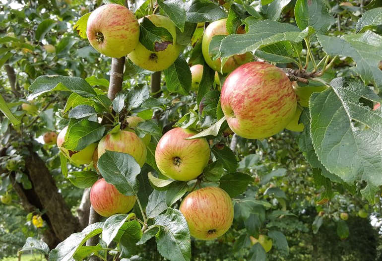 Apples on the Tree at Mary Arden's Farm