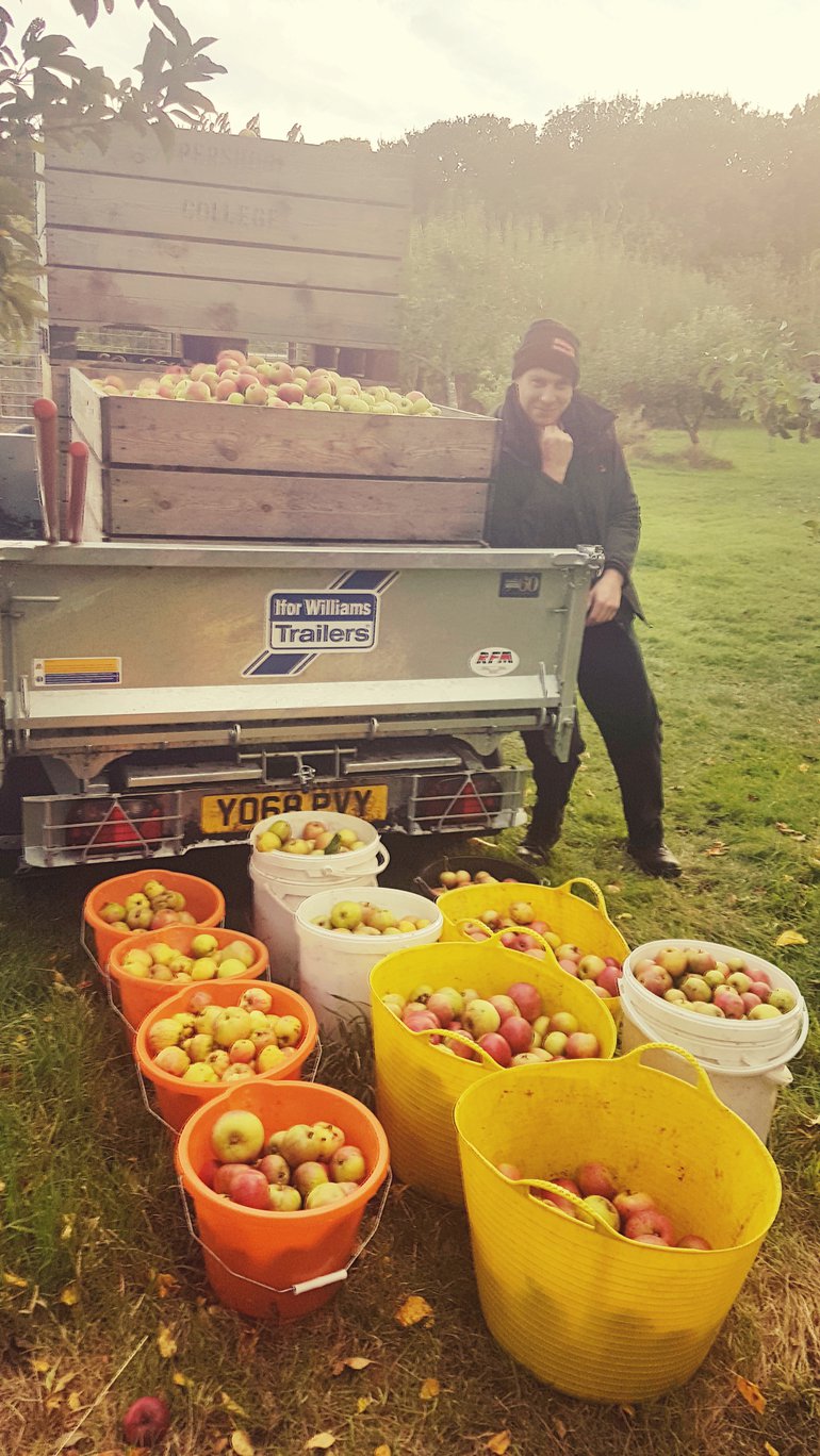 Seamus at the AHC apple picking