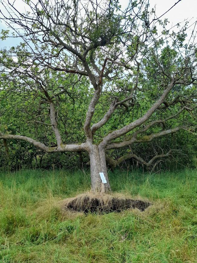 Anne Hathaway's Cottage Fallen Tree.jpg