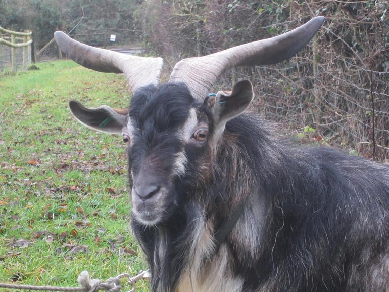 Arapawa Goat