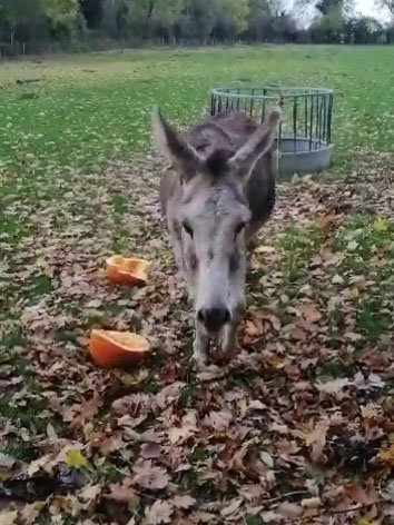 Ben the donkey eating a pumpkin in the middle of a field covered in autumn leaves. Ben stands in the middle of the picture, with two empty pumpkin halves to his left.