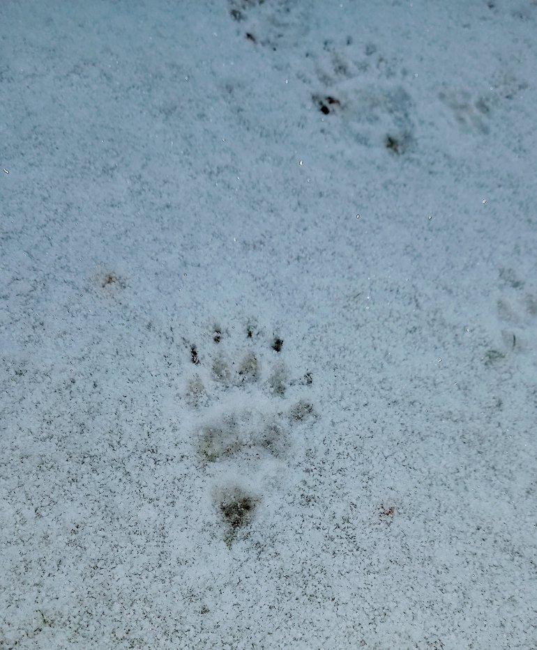 Badger footprints in snow. There is a large paw print at the bottom of the frame with smaller footprints in the distance.