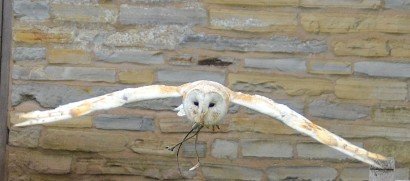 Barn Owl at MAF
