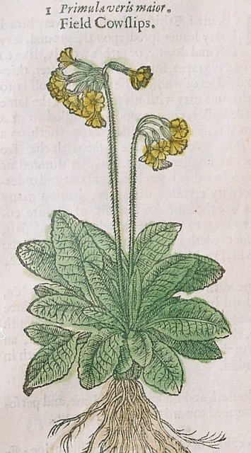 The cowslip illustrated in our 1633 edition of Gerard's Herbal