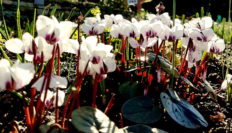 Cyclamen Coum "Alba"