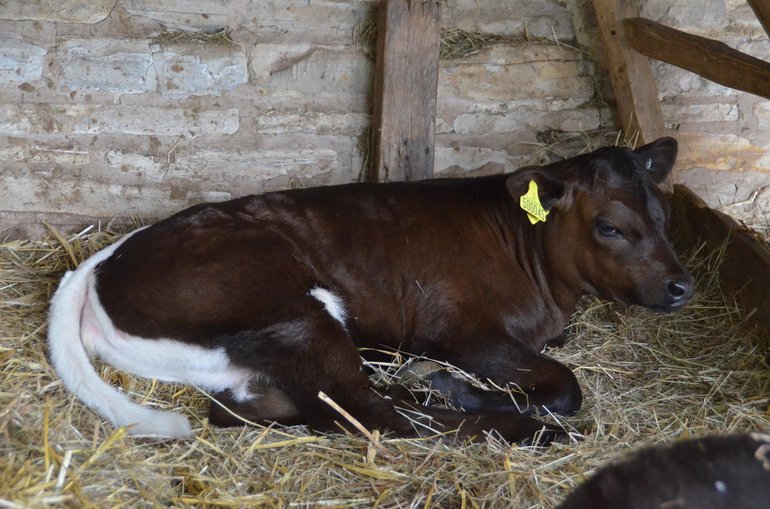 Elizabeth Gloucester calf