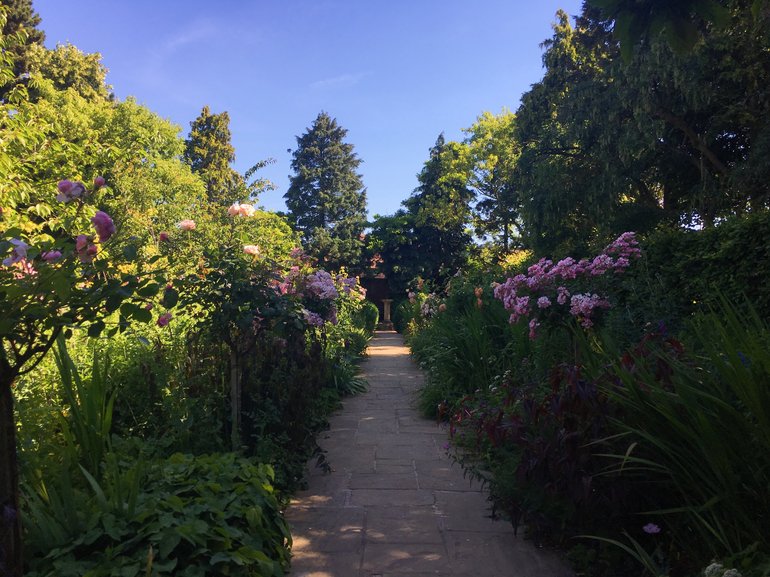 The path is very shaded. on the right are head-high shrubs with purple flowers, backed by a row of trees; on the left are tall shrubs , some with white flowers. The paved path leads towards two tall trees.