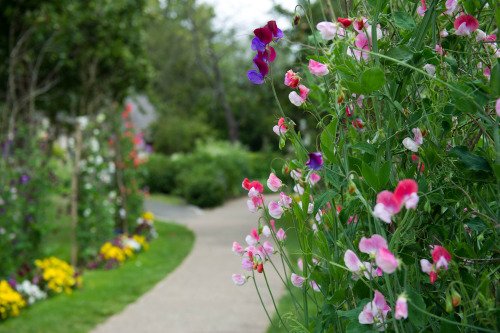 A  sandy path leads away, and divides  with a smaller plant disappearing to the left. The path is bordered by a grass verge with yellow bedding plants on the left and tall flowering hedges on both sides. Low shrubs fill the gap where the paths divide,
