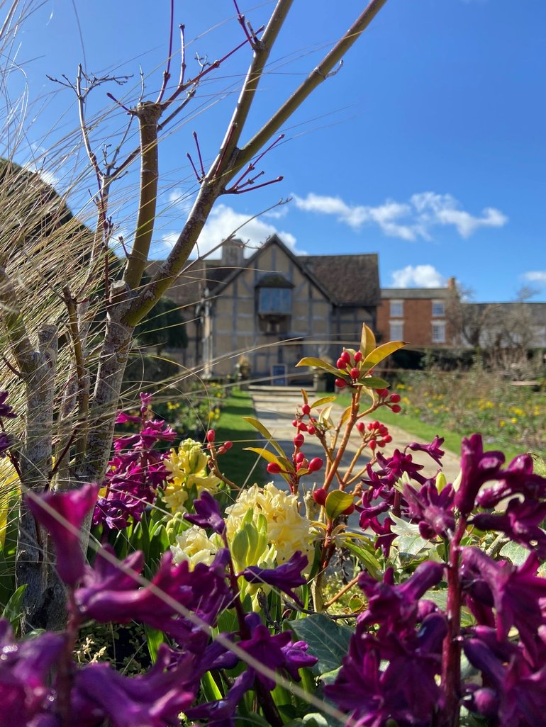 The borders at Shakespeare's Birthplace garden burstin with colour in Spring 2023. Purple, yellow and flowers with red berries in the foreground are set against the backdrop of Shakespeare's Birthplace.
