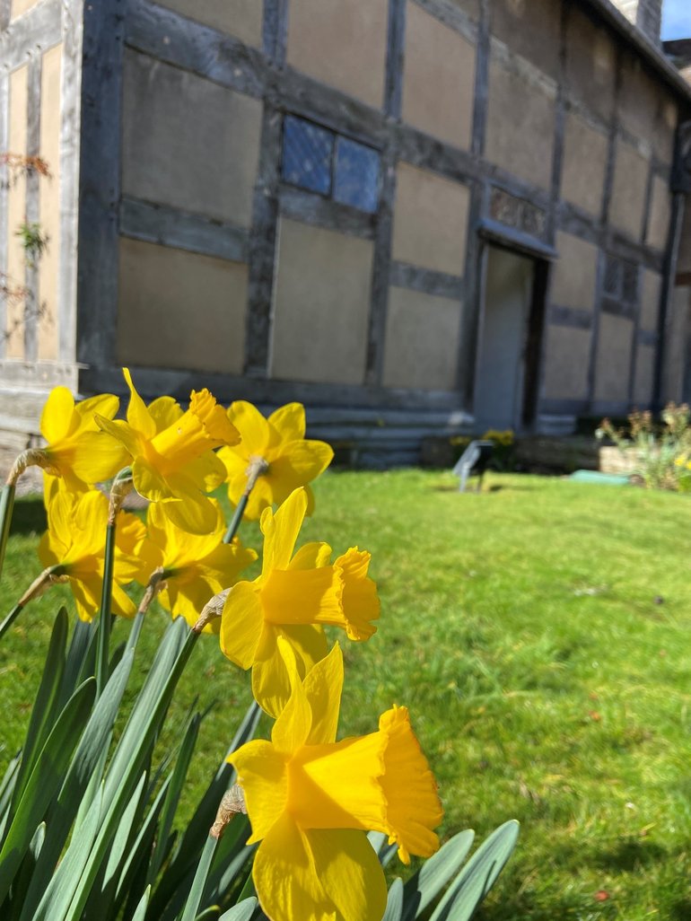 Daffodils in the gardens of Shakespeare's Birthplace, set against the backdrop of the birthplace itself.