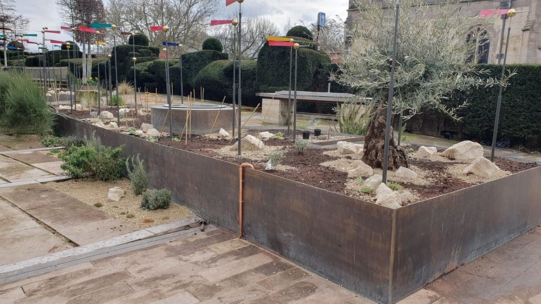 New planting in the raised beds at New Place, including a gnarly old olive tree on the right-hand side.