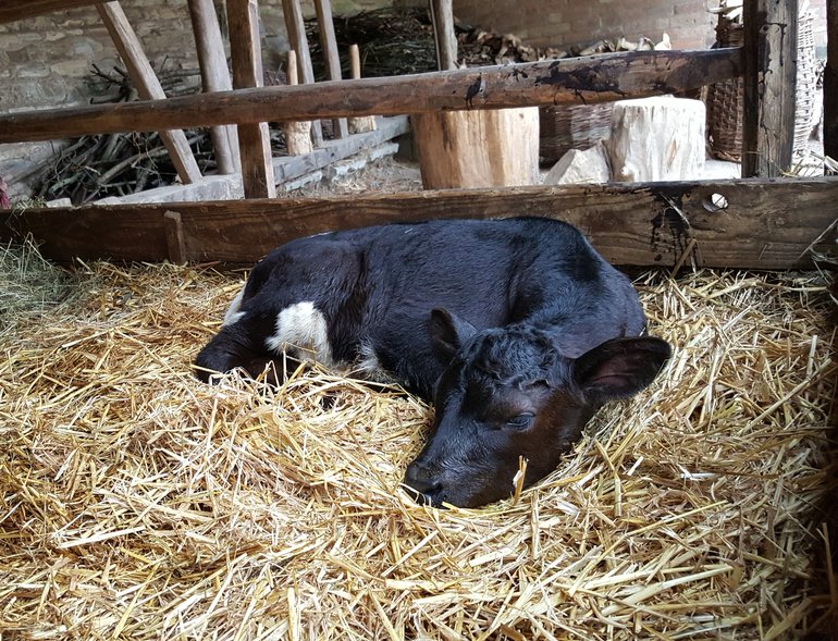 Gloucester calf