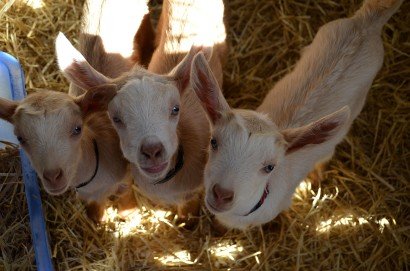 Golden Guernsey Goat Kids
