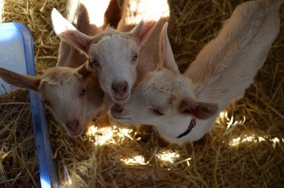 Golden Guernsey Goat Kids