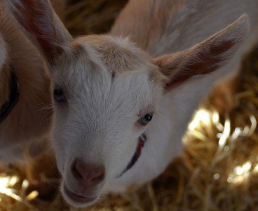 Golden Guernsey Goat Kids