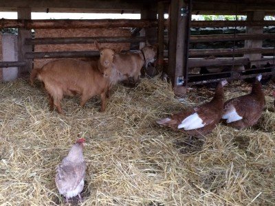 Golden Guernsey Goats