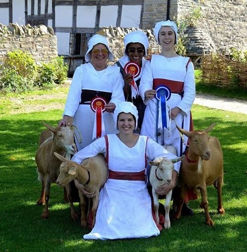 Golden Guernsey Goats
