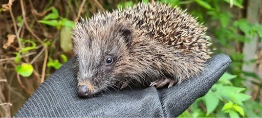 A hedgehog sat on a gloved hand with green foliage in the background