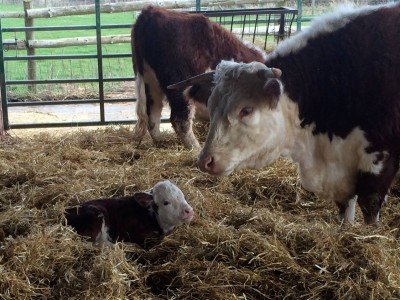 Hereford Bull Calf at MAF
