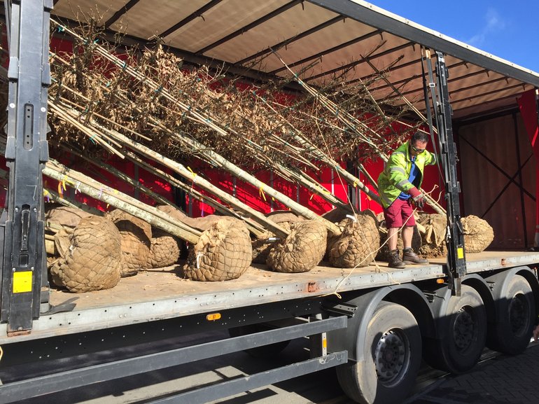 Trees arrive at New Place. The photograph shows part of a lorry with its side panels removed to allow the unloading of a number of trees with large root-balls wrapped in netting.