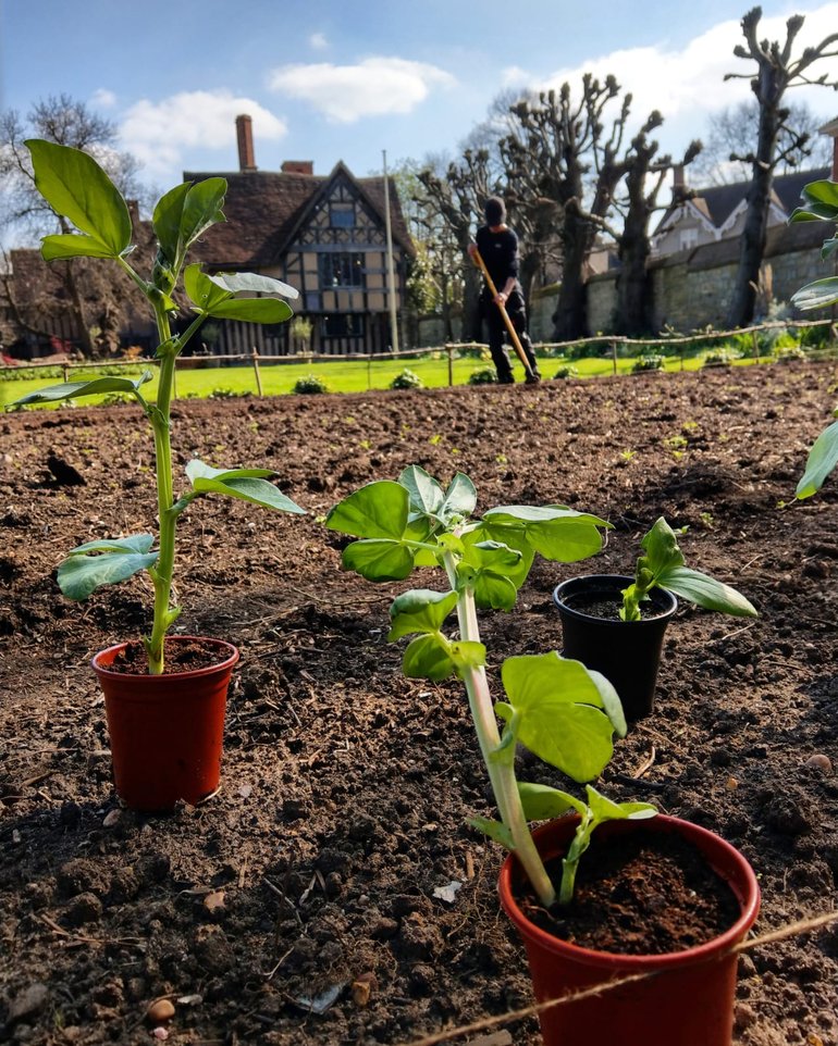 A patch of newly-dug earth at New Place. In the foreground are three broadleaved plants in pots, waiting to be planted out.