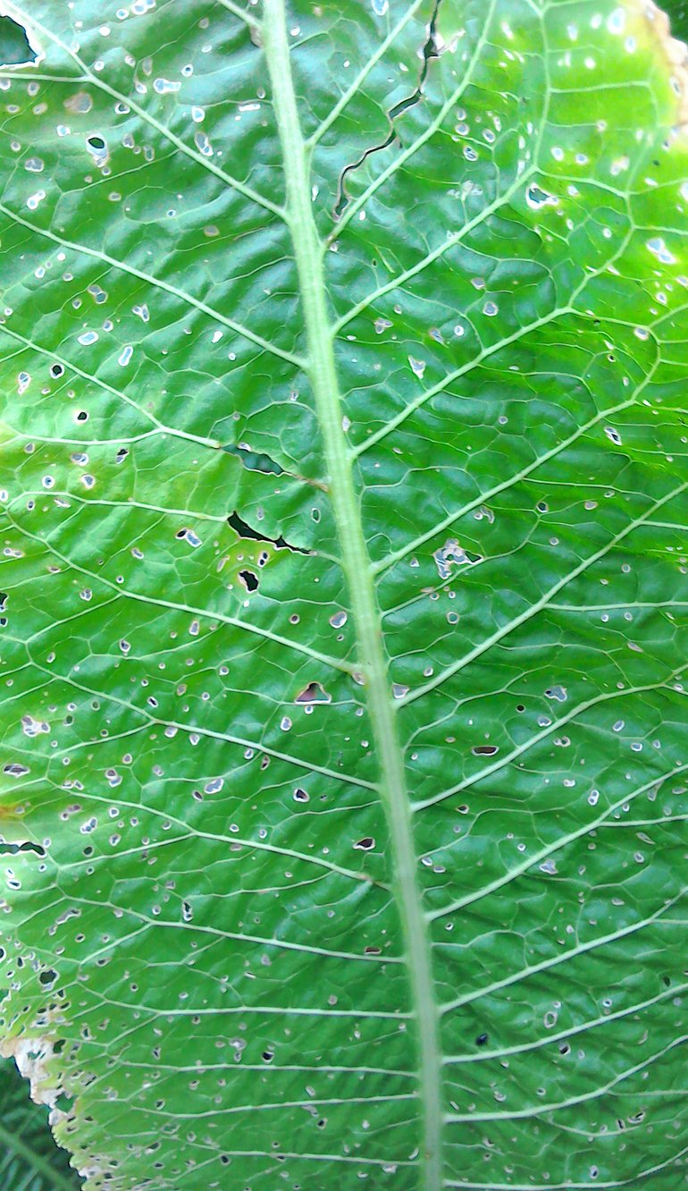 Mencap photo AHC 7 plant