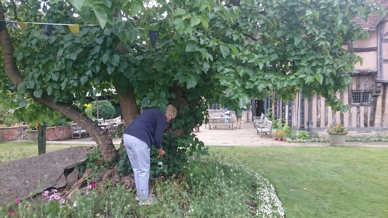 Judy Dowling - Ancient Tree Forum