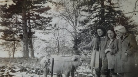 Land Army girls with Porker