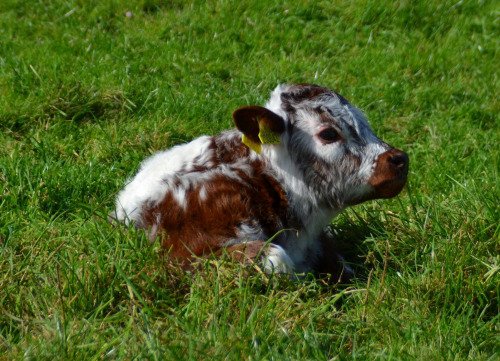 Longhorn bull calf