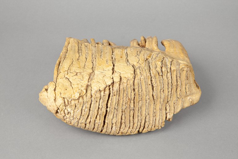 Mammoth tooth.jpg