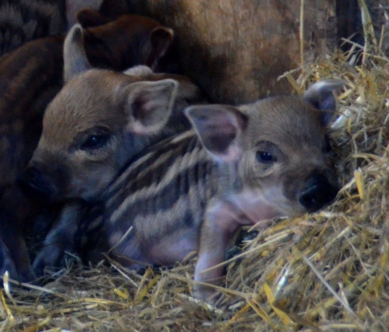 Mangalitza piglets