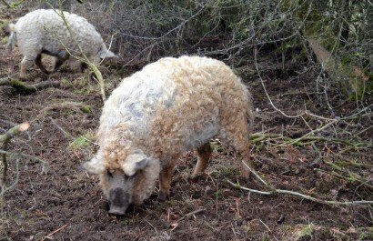 Mangalitza Pigs at MAF