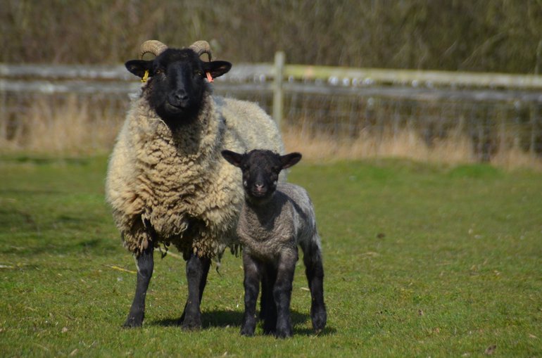 Norfolk Horn ewe and lamb