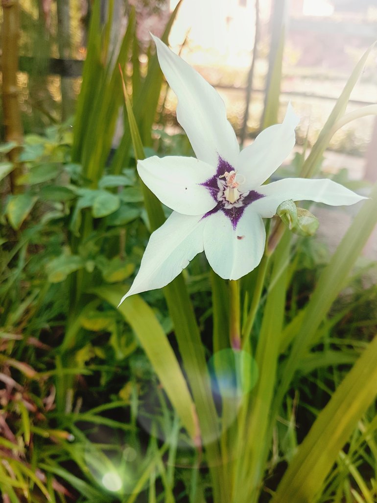 New Place, Acidanthera murielae