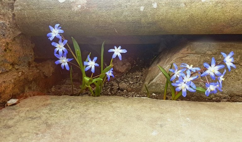 New Place, Chionodoxa