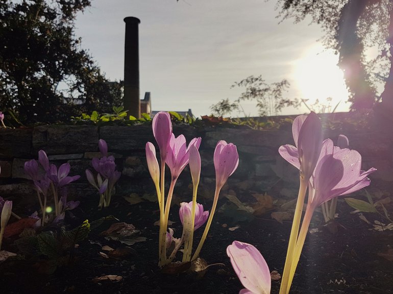 New Place, Giant Colchicums