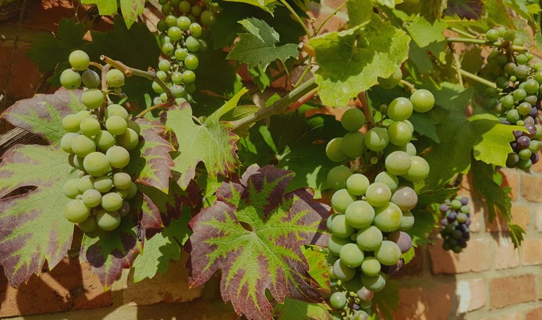 New Place, Knot Garden grapes