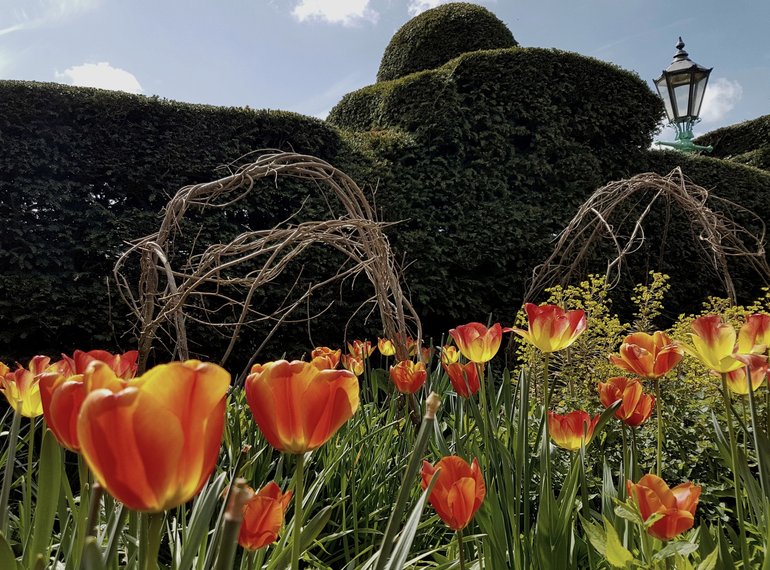 New Place, hazel supports and tulips