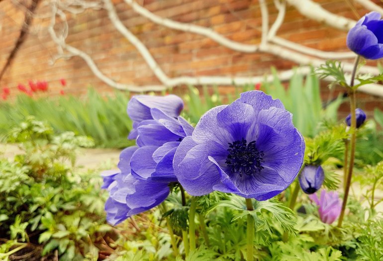 New Place, Anemone 'Mr. Fokker'