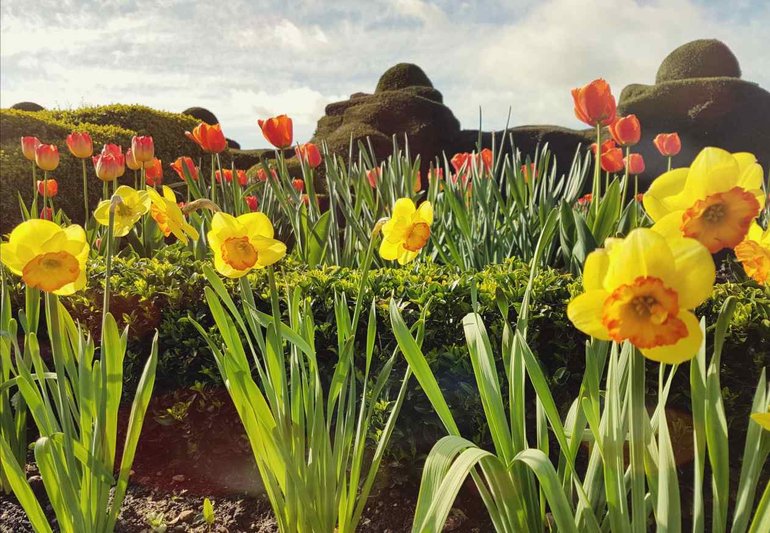 New Place, daffs and tulips