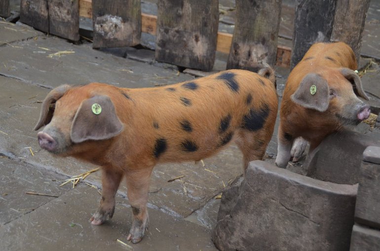 Oxford Sandy and Black piglets.jpg