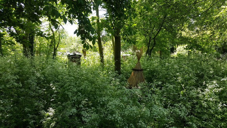 'Phoebe' and 'Rosalynd' in their secluded spot at the farm