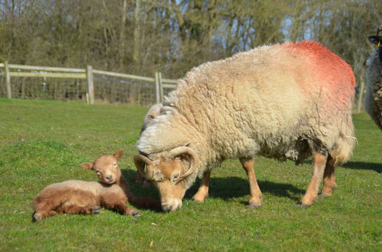 Portland ewe and lamb