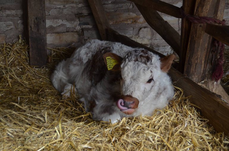 Quickly English Longhorn calf