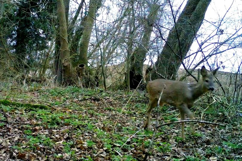 Roe Deer Security Camera.jpg