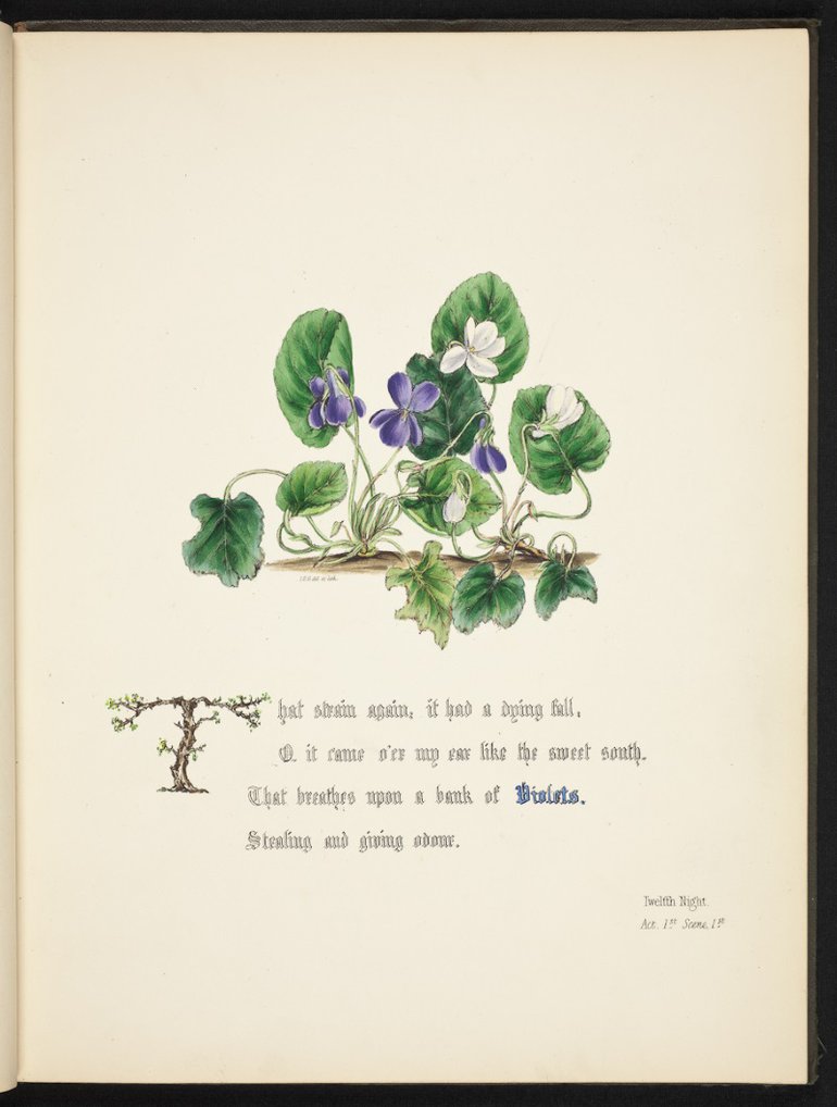 Violets illustration by Giraud