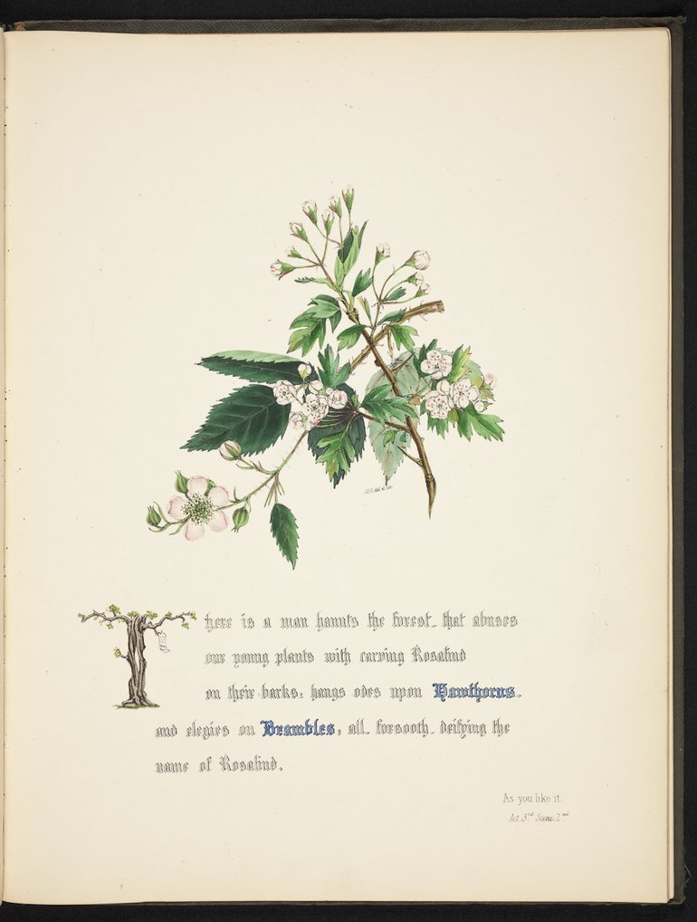 sbt-os-56-83039953-flowers-of-shakespeare-1845-plate-14 hawthorn.jpg