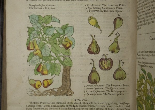 John Gerard’s Herball, or Generall Historie of Plantes (1597)
