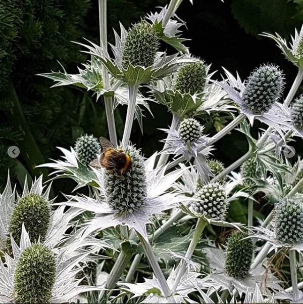 A bee on Mary Arden's farm pollinates a flower