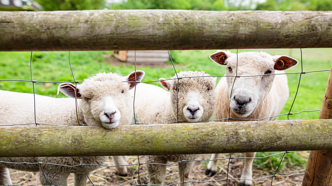 SamAllard_SBT_MaryArden_290519_0336